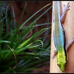 Phelsuma klemmeri