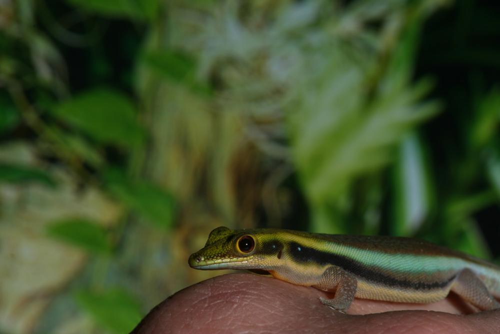 Phelsuma klemmeri