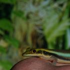 Phelsuma klemmeri