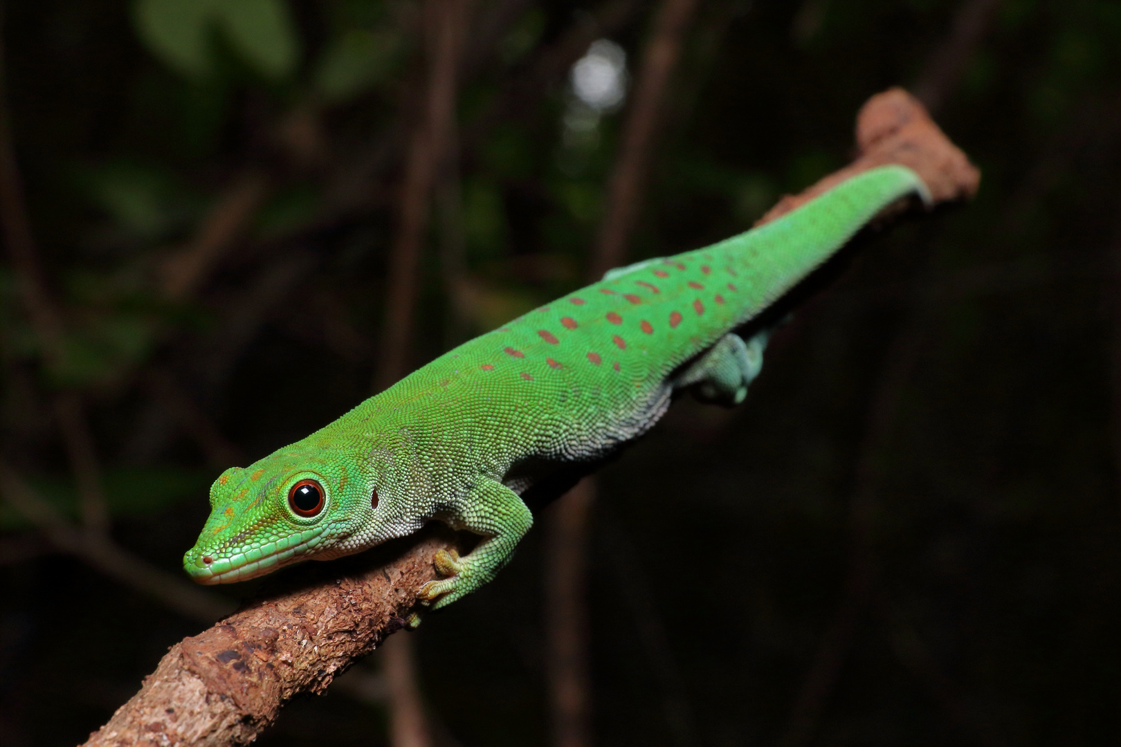 Phelsuma kochi