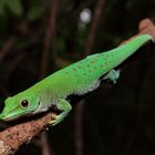 Phelsuma kochi