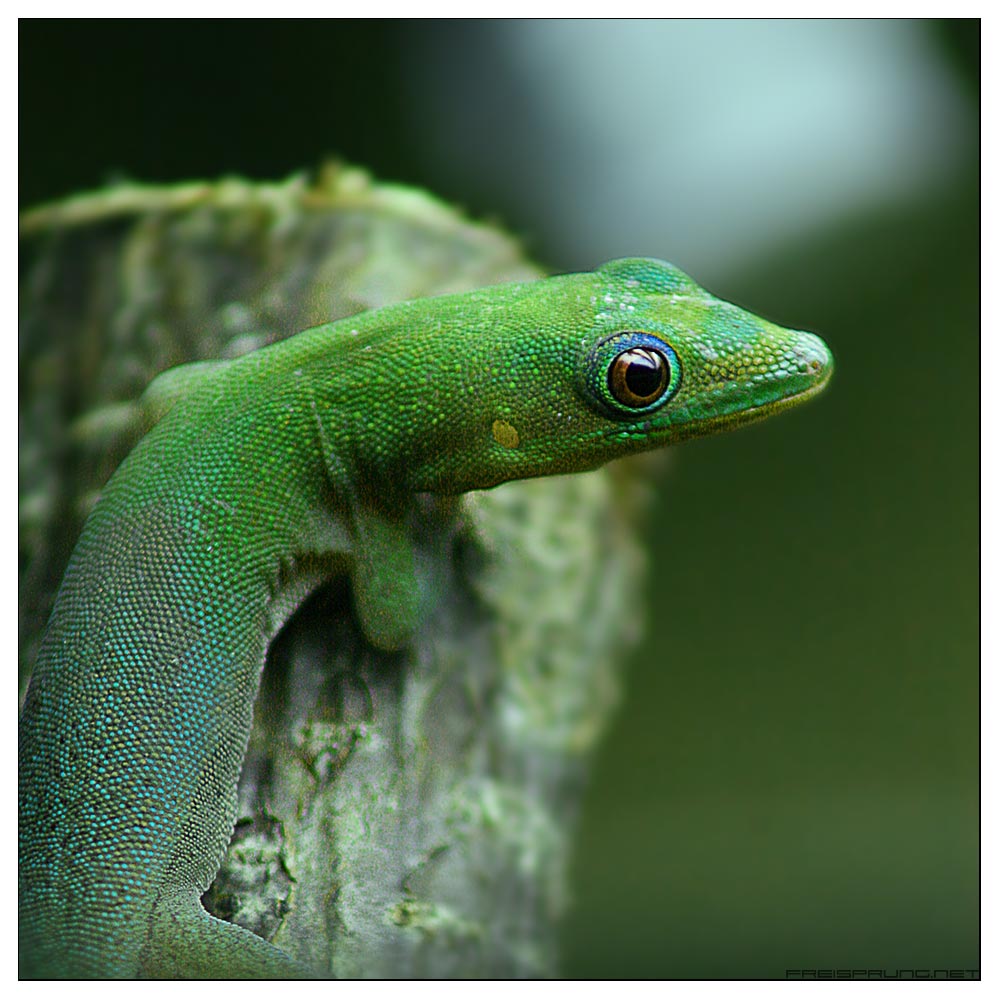 Phelsuma laticauda angularis