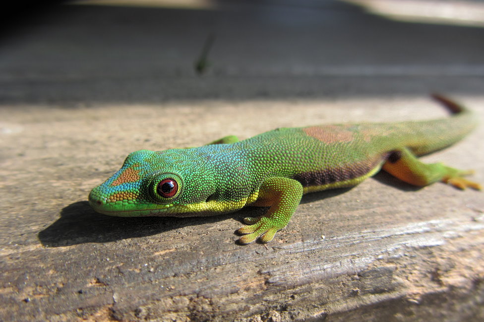 Phelsuma lineata