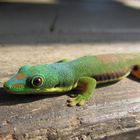 Phelsuma lineata