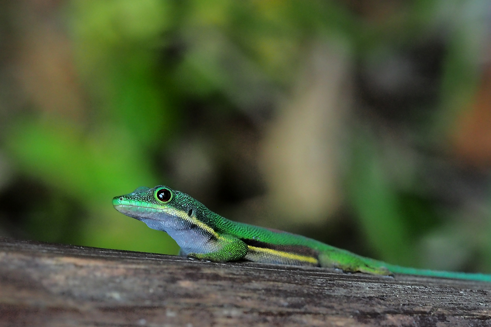 Phelsuma lineata