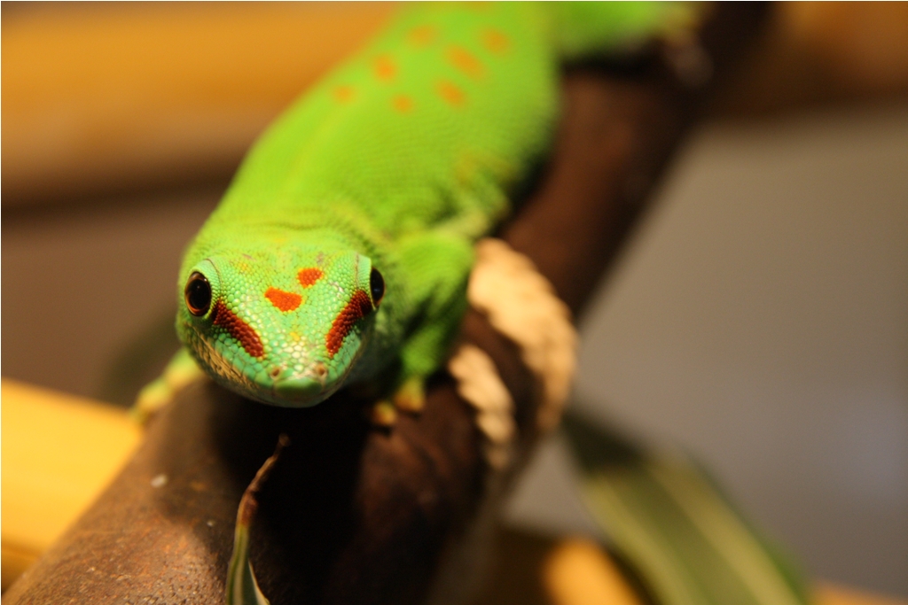 Phelsuma mad. grandis