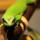 Phelsuma mad. grandis