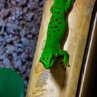 Phelsuma mad. grandis