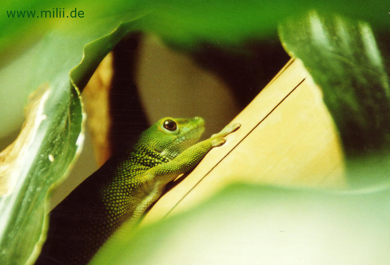 Phelsuma mad grandis ... ich mag's grün :-)