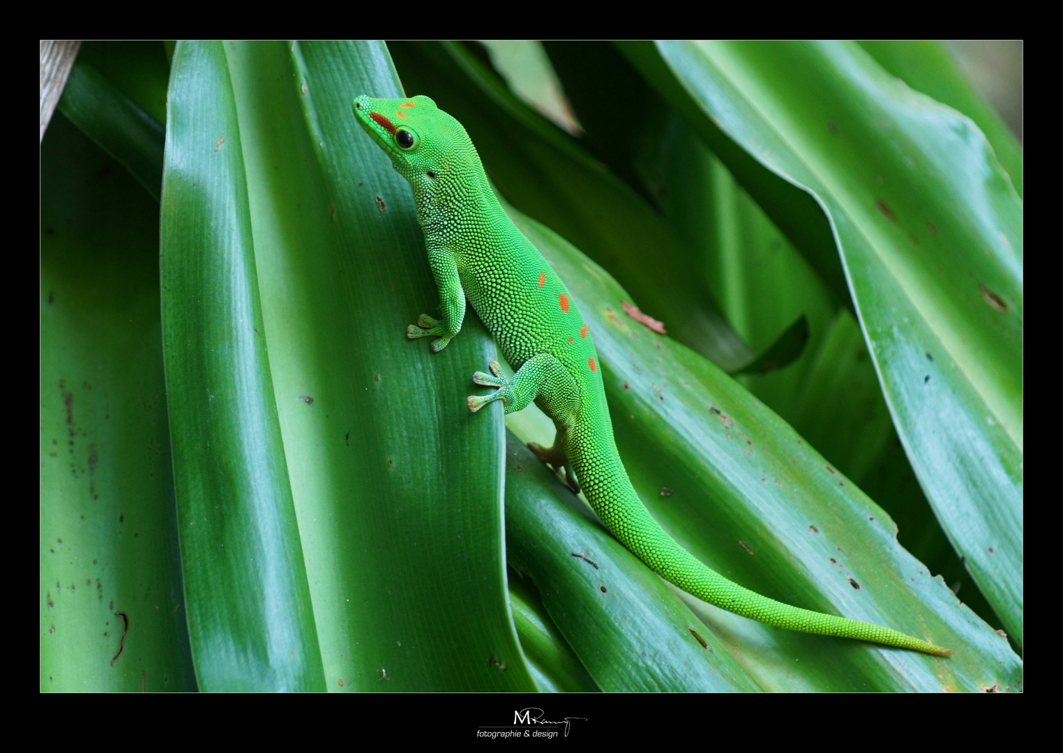 Phelsuma madagascariensis