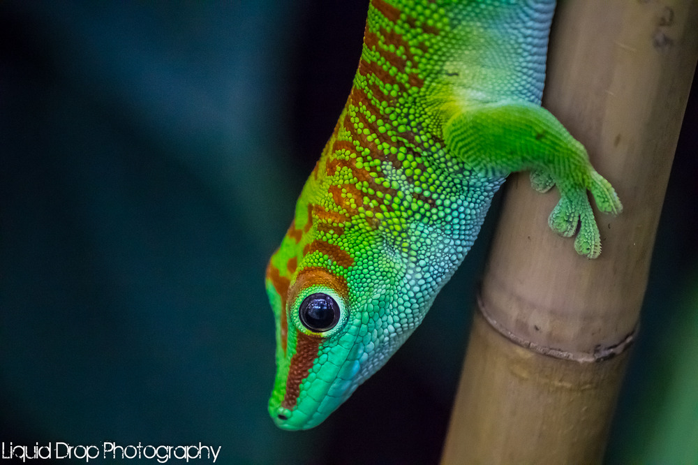 Phelsuma madagascariensis