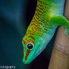 Phelsuma madagascariensis