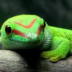 Phelsuma-madagascariensis