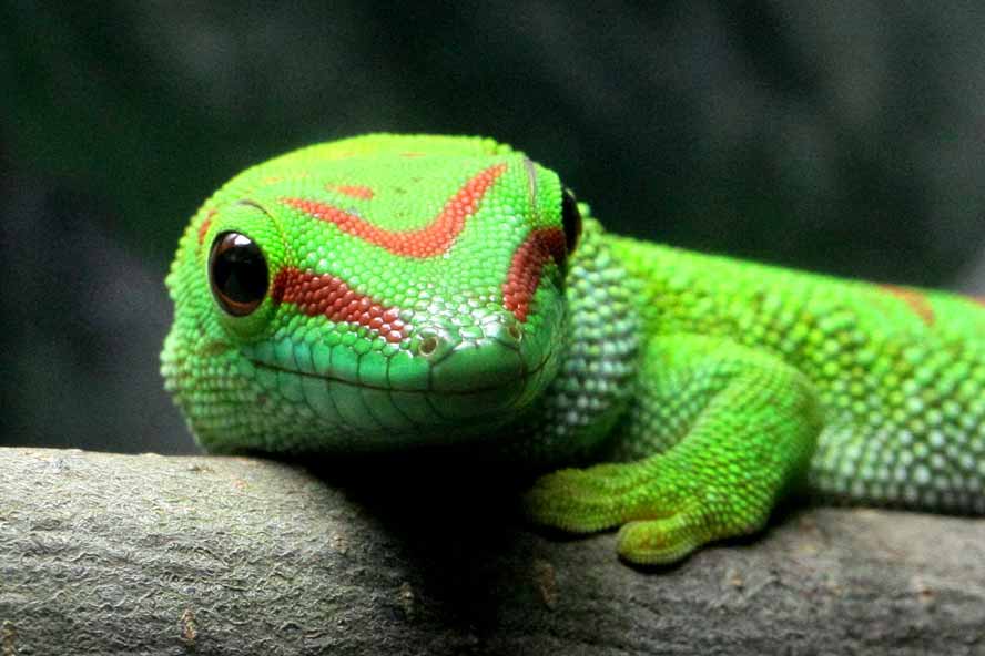 Phelsuma-madagascariensis