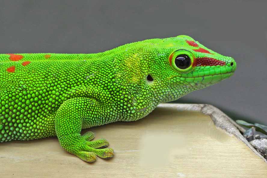 Phelsuma-madagascariensis