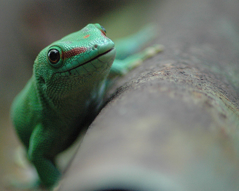 phelsuma madagascariensis