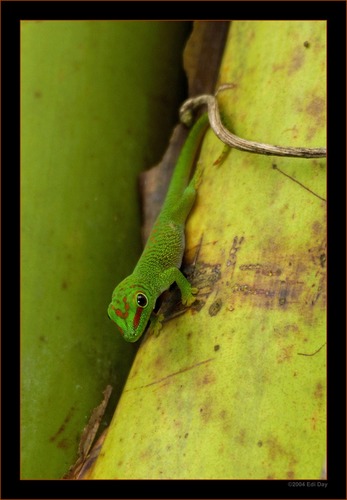 Phelsuma madagascariensis