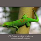 Phelsuma madagascariensis