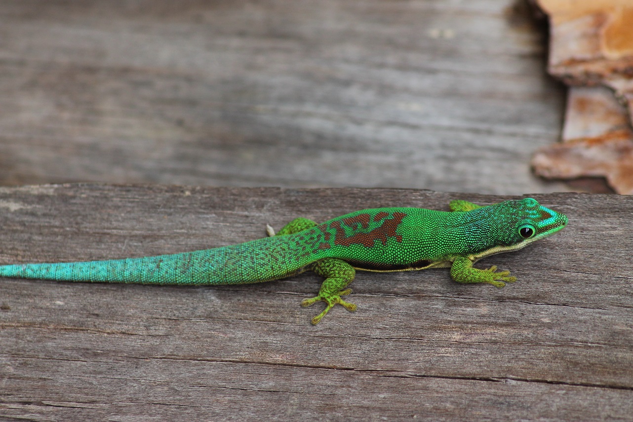 Phelsuma madagascariensis