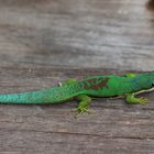 Phelsuma madagascariensis