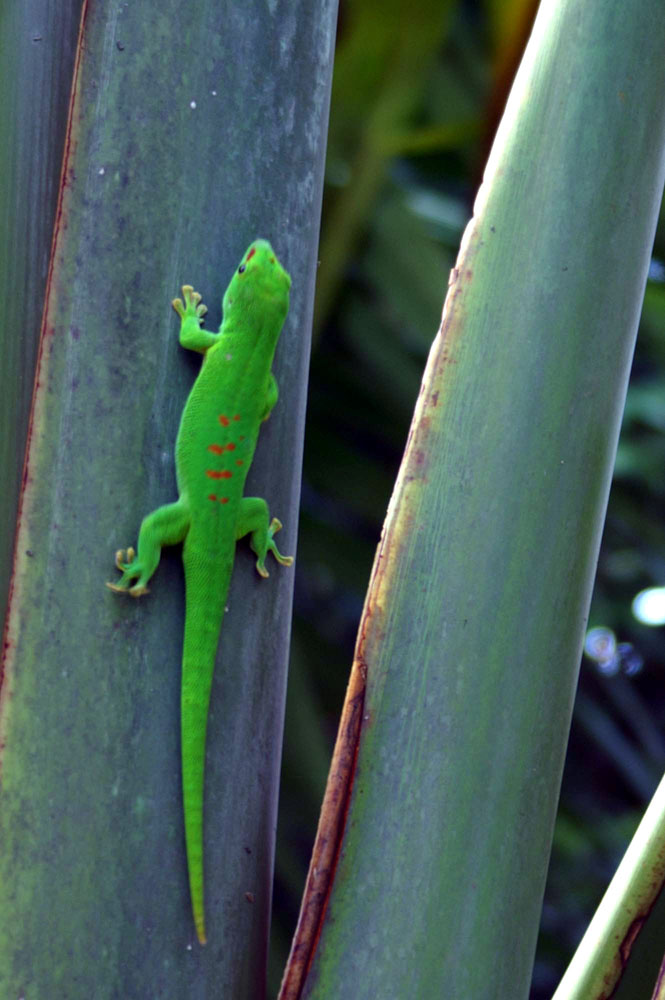 Phelsuma madagascariensis