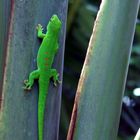 Phelsuma madagascariensis