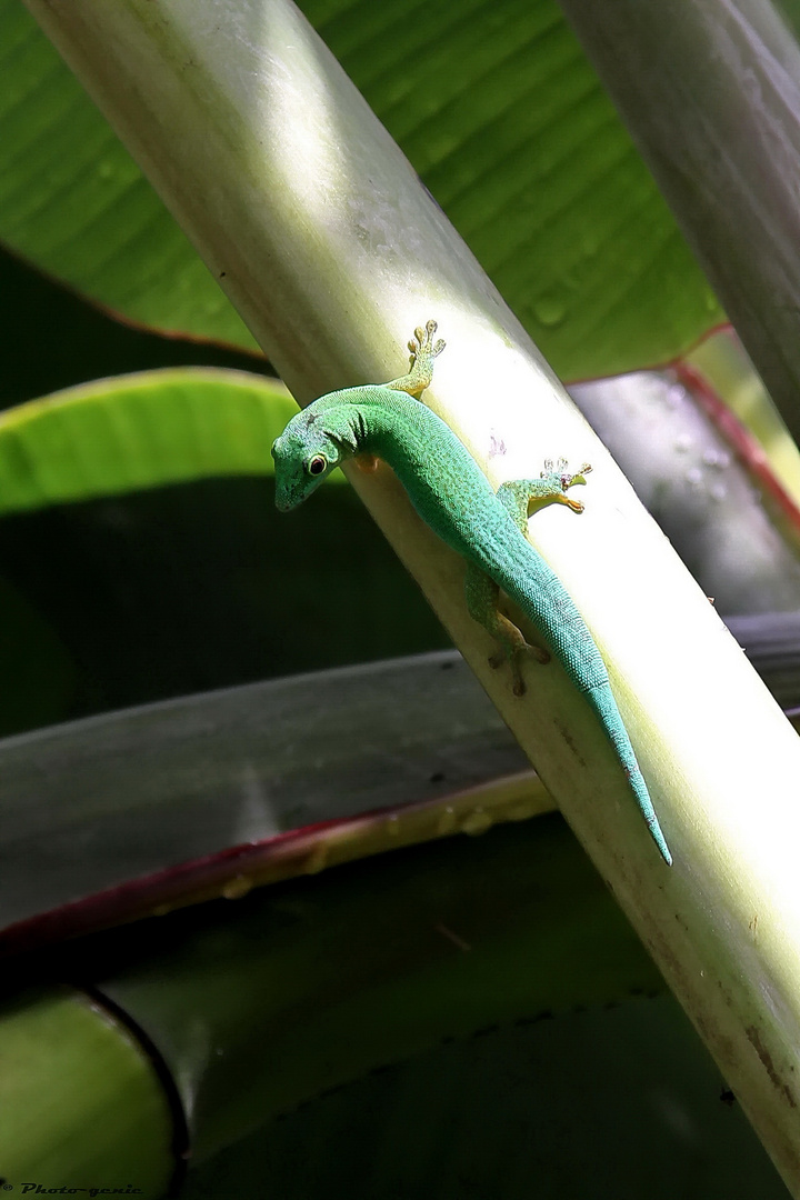 Phelsuma madagascariensis