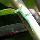 Phelsuma madagascariensis