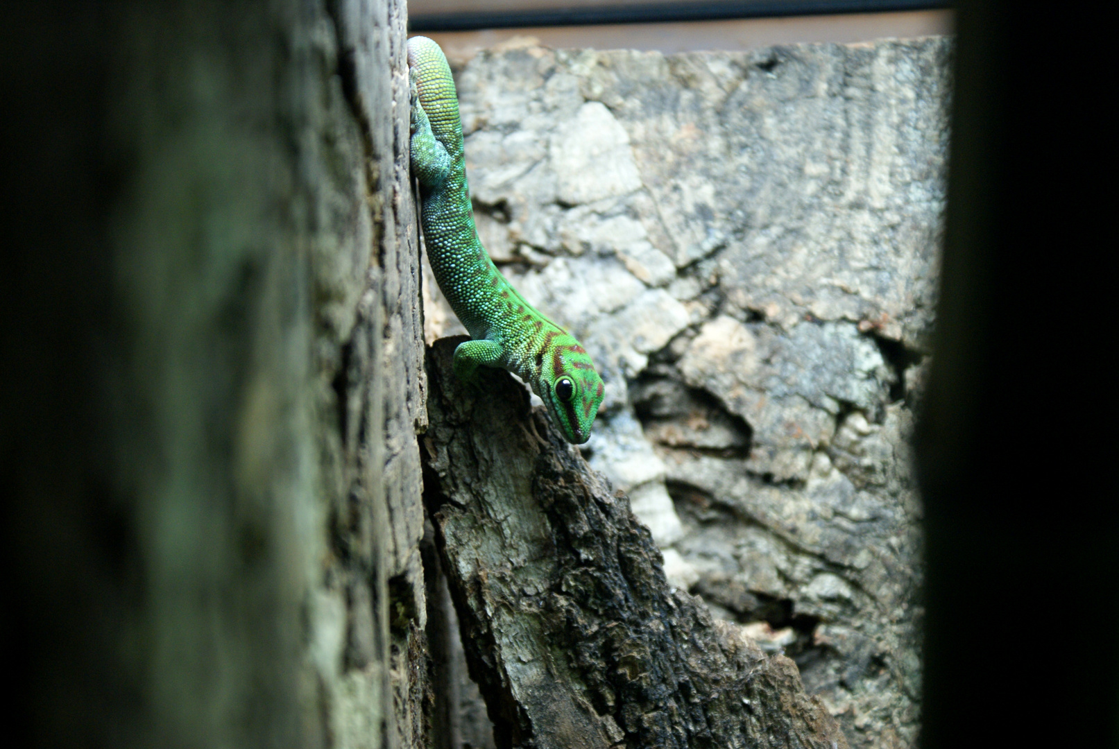 PHELSUMA MADAGASCARIENSIS BOEHMEI