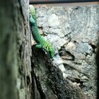 PHELSUMA MADAGASCARIENSIS BOEHMEI