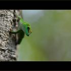 Phelsuma madagascariensis