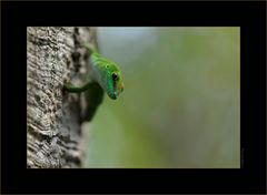 Phelsuma madagascariensis