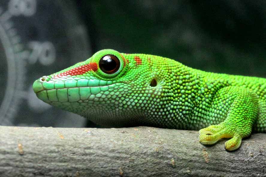 Phelsuma-madagascariensis