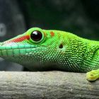 Phelsuma-madagascariensis