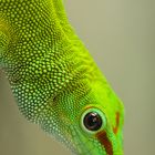 Phelsuma madagascariensis - ein Taggecko