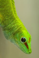 Phelsuma madagascariensis - ein Taggecko