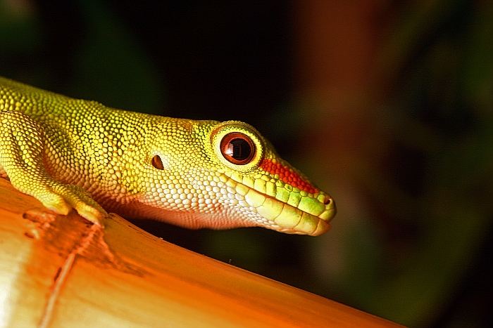 Phelsuma madagascariensis grandis