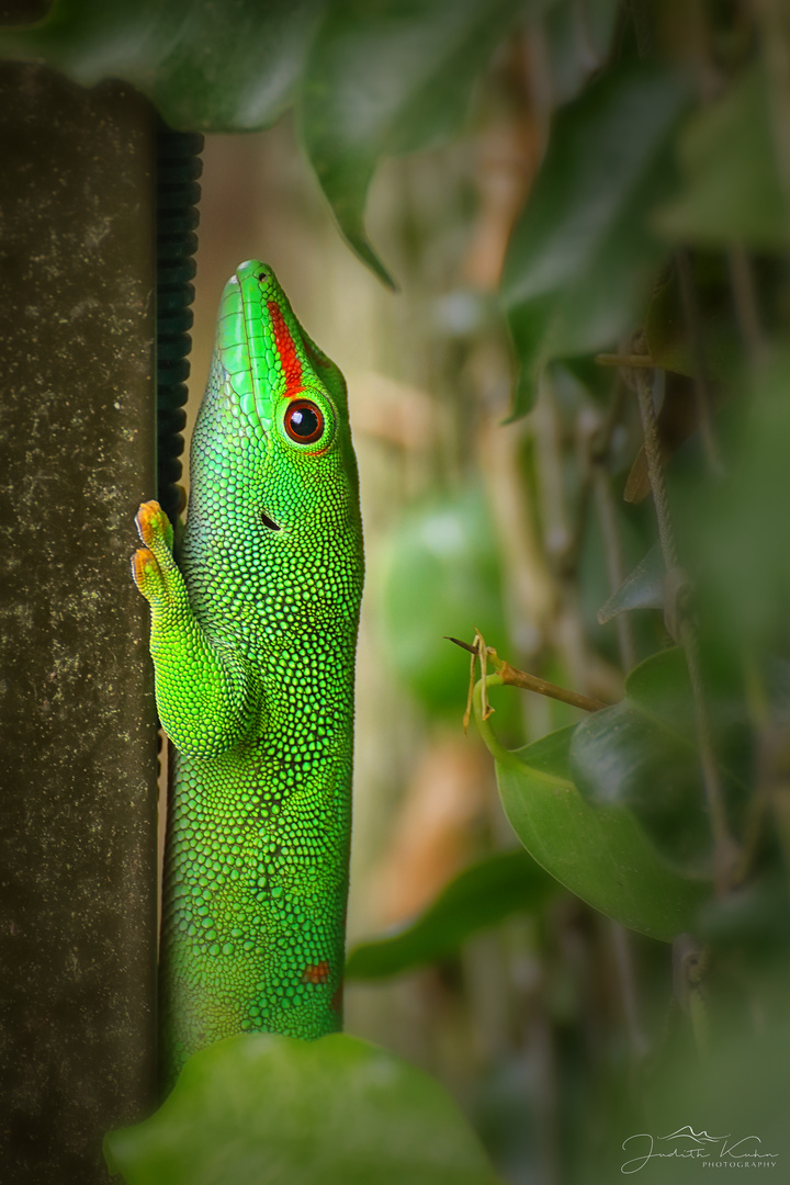 Phelsuma Madagascariensis grandis