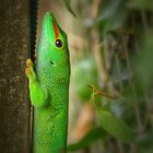 Phelsuma Madagascariensis grandis