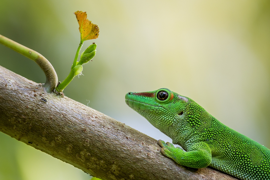 Phelsuma Madagascariensis Grandis - Grosser Madagaskar Taggecko