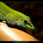 Phelsuma madagascariensis grandis Großer Madagaskar Taggecko