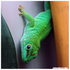 Phelsuma madagascariensis grandis - Madagaskar-Taggecko