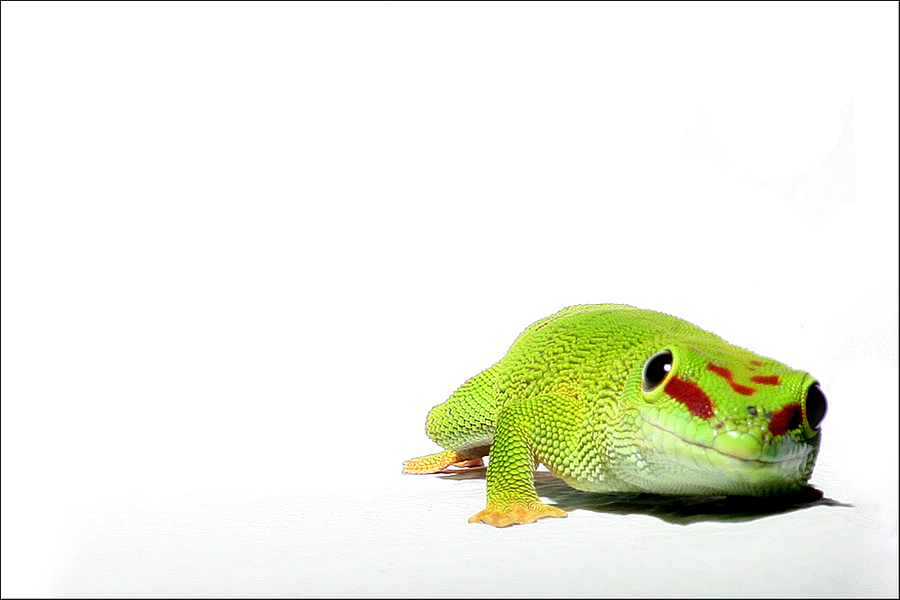 Phelsuma madagascariensis - Madagaskar-Taggecko