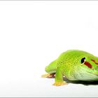 Phelsuma madagascariensis - Madagaskar-Taggecko