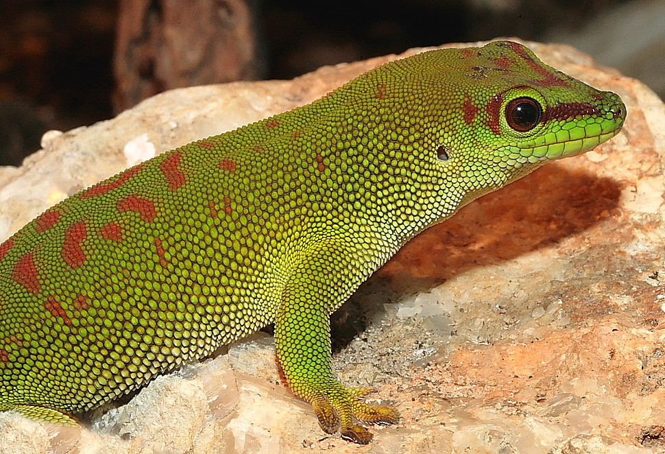 phelsuma madagaskariensis weiblich