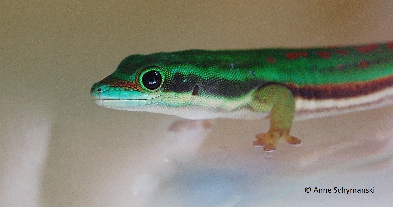 Phelsuma nigristriata 2