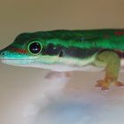 Phelsuma nigristriata 2