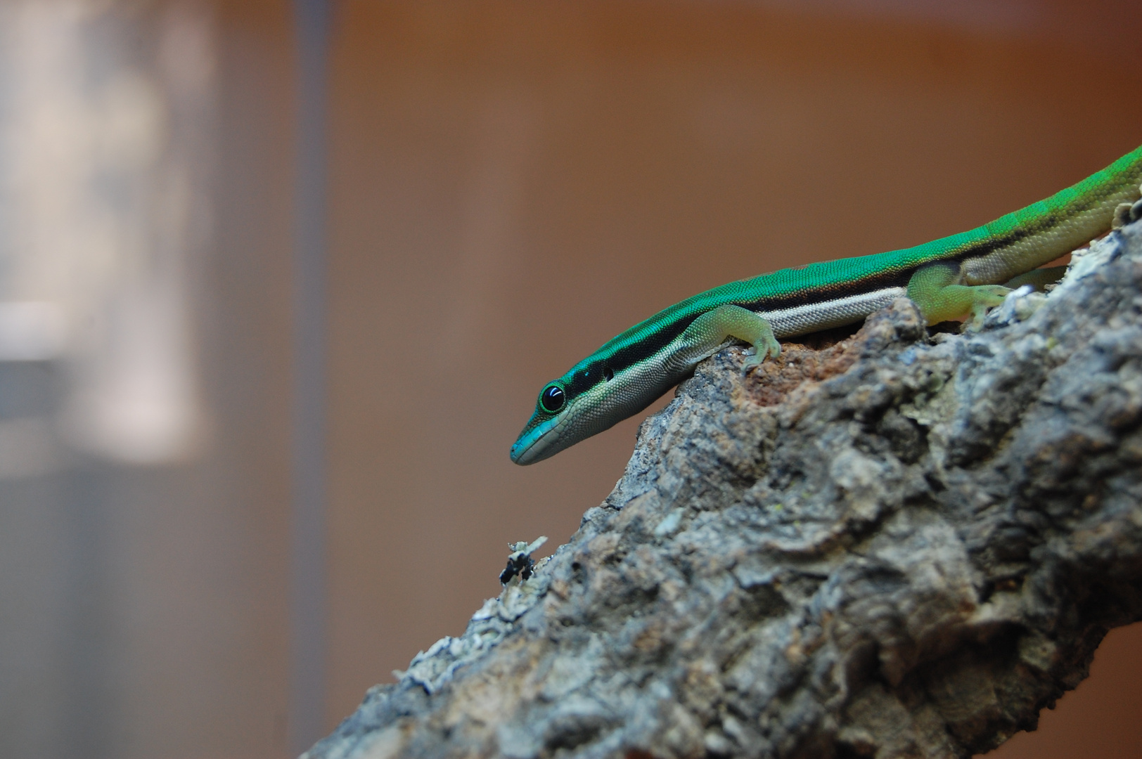 Phelsuma nigristriata