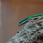 Phelsuma nigristriata