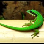 Phelsuma Nigristriata